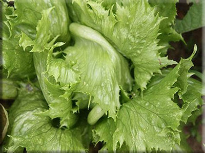 Heirloom Lettuce Seeds - Crisphead