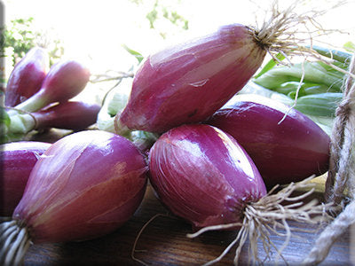 Tropeana Lunga Onion