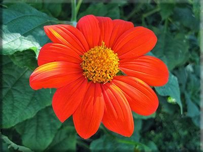 Mexican Sunflower (Tithonia sp.)