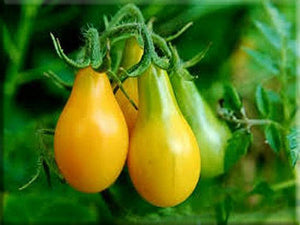 Yellow Pear Tomato (pre 1805)