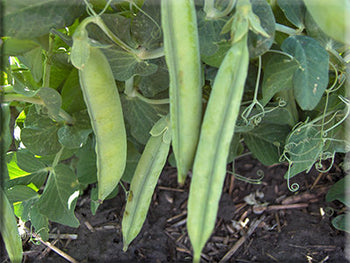 Heirloom Pea Seeds - (Pisum Sativum Var.sativum) – Heritage Harvest Seed