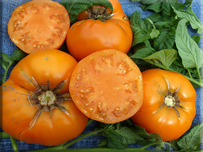 Yellow Brandywine Tomato (Platfoot Strain) from Heritage Harvest Seed