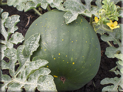 Moon and Stars Watermelon from Heritage Harvest Seed