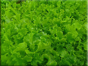 Green Salad Bowl Lettuce (1952)