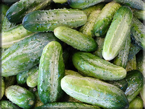 Morden Early Cucumber (1956)