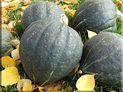 Green Delicious Squash (1903) (C.Maxima)