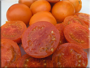 Jaune Flamee Tomato