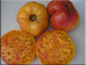 Mary Robinson's German Bicolor Tomato