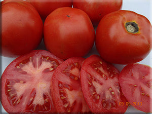 Picardy Tomato (1890’s)