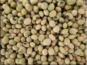 thumbnail image 2 of Edamame Bean, OP Heirloom (Glycine Max) Vegetable | Ubuy 2 of 13