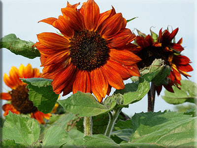 Velvet Queen Sunflower