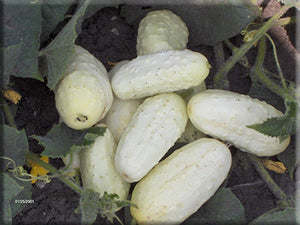 Miniature White Cucumber