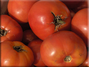 Zarnista Tomato
