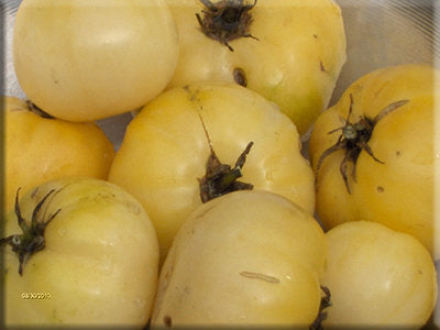 White Wax - Tomato Seeds