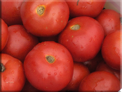 Harbinger Tomato (1910)