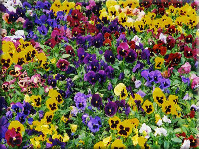 Swiss Giants Pansy - (Viola wittrockiana)