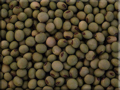 Envy, Bean Seeds