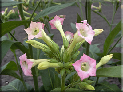 Louisiana Pirogue Tobacco Nicotiana  (Nicotiana sp.)