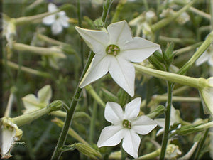 Jasmine Tobacco Nicotiana (Nicotiana alata)