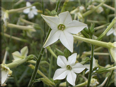 Jasmine Tobacco Nicotiana from Heritage Harvest Seed