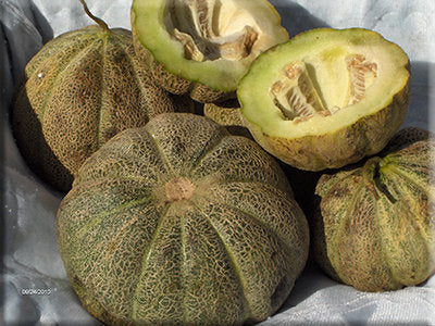 Montreal Market Melon (1870s)
