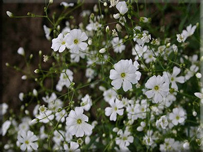 Covent Garden - Baby's Breath (1915) (Gypsophila sp.)