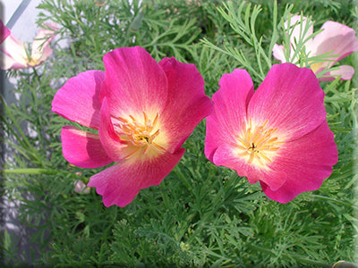 Purple Gleam California Poppy (Eschscholzia californica)