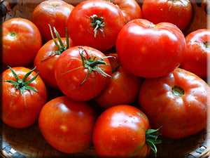 Alacrity Tomato
