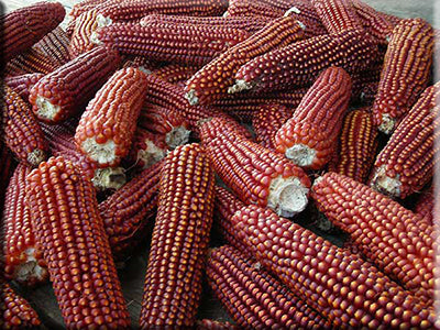 Floriani Red Flint Corn