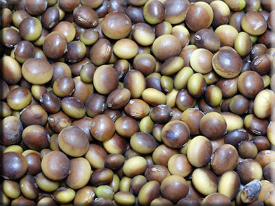 Envy, Bean Seeds