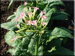 One Sucker Tobacco Nicotiana (Nicotiana tobacum) (pre-1900)