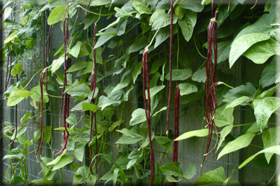 Red Noodle Bean (Vigna inguiculata)