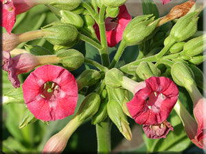 Russian Red Tobacco Nicotiana