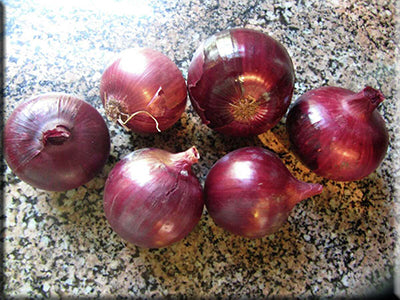 Southport Red Globe Onion - (1873)