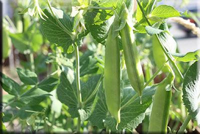 Super Sugar Snap Pea