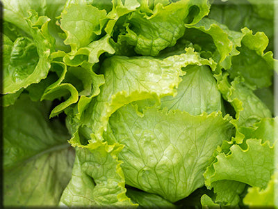 Heirloom Lettuce Seeds - Crisphead