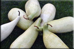 Yakteen - Heirloom Gourd Seed